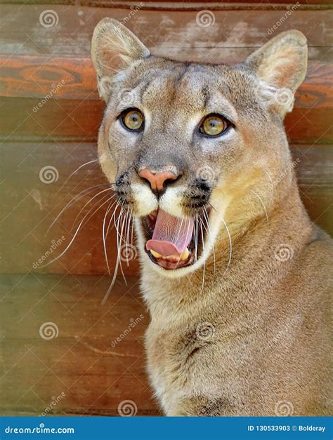 Puma Mountain Lion Cougar Latin Puma Concolor Is A Predator Of The