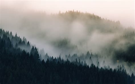 Download 3840x2400 Wallpaper Mist Fog Pine Trees Nature 4k Ultra