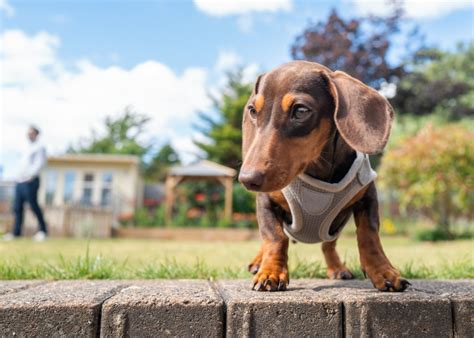 What Is The Best Harness For Dachshunds Pooching Around