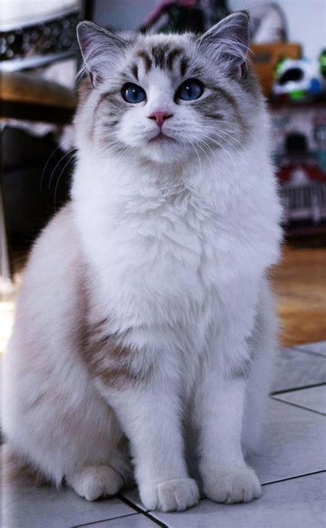 The Ragdoll Is A Cat Breed With Blue Eyes And A Distinct Colourpoint