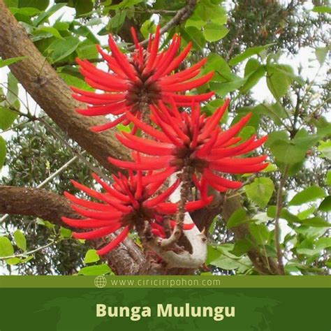Ditulis oleh sam 24 jan 2020 tambah komentar. Ciri Ciri Pohon Mulungu (Erythrina mulungu) Di Alam Liar ...