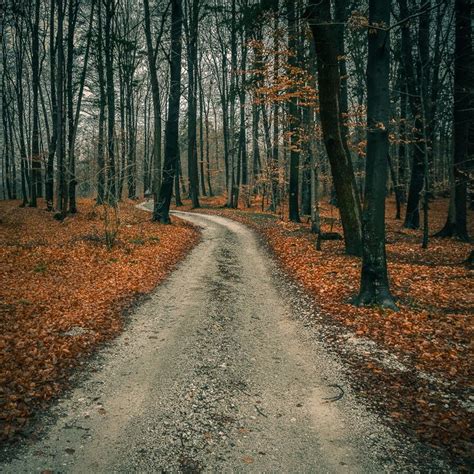 Dirt Road Through The Woods Photo By Brane Kosak Road Photo Country Roads