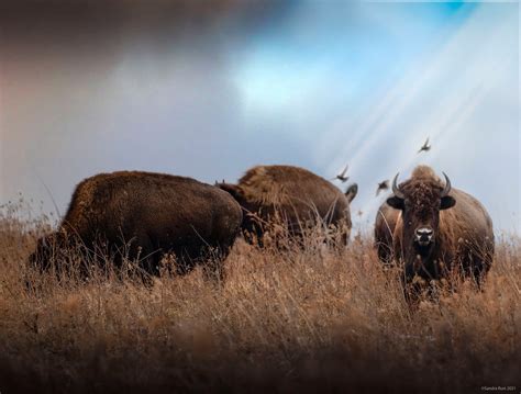 Five Fast Facts About Bison Our National Mammal Forest Preserve