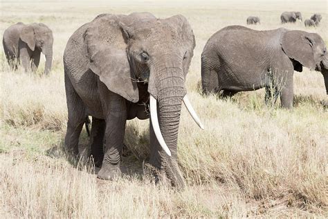 African Elephant In Serengeti National Park Photograph By Marek