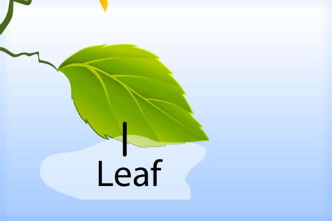 The Amazing Leaf Asset Classorbit