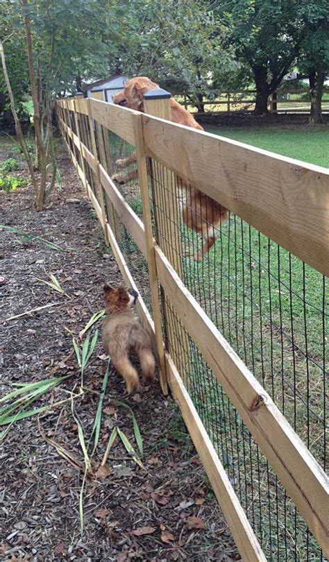 Best 25 Dog Proof Fence Ideas On Pinterest Garden Ideas To Stop Dogs Digging Digging Dogs