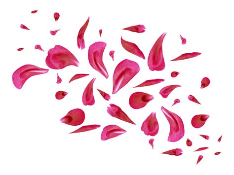 Download Rose Petals Flower Royalty Free Stock Illustration Image Pixabay