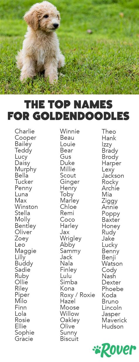 The Top 117 Most Popular Goldendoodle Names Girl Dog Names