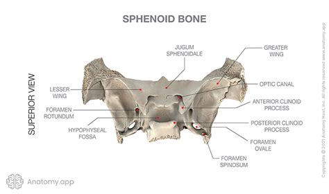 Sphenoid Bone Encyclopedia Anatomyapp Learn Anatomy 3d Models