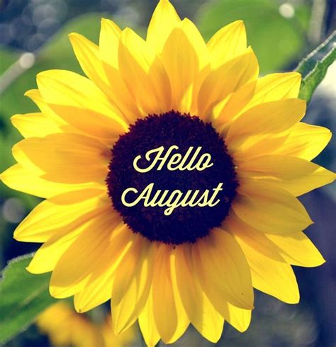 Hello August Hello August August Wallpaper August Images