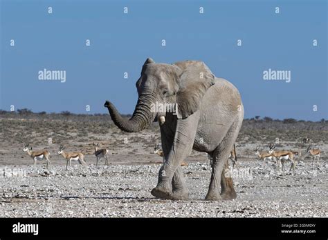 African Bush Elephant Loxodonta Africana Adult Male Walking Towards