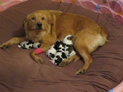 50 Proud Dog Mommies With Their Puppies New Pics