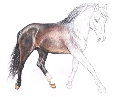 Handgezeichnete erinnerungen für die ewigkeit, mit hochwertigen künstlermaterialien nach deinen wünschen und vorlagen gefertigt? Wie zeichne ich ein Pferd - How to draw a horse | Pferde ...