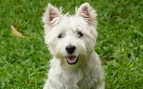 Westie Dog Breed Information Center For The West Highland White Terrier