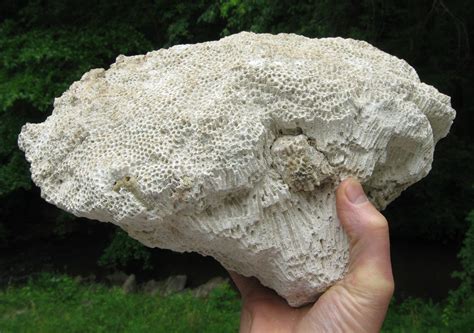 Ancient Coral