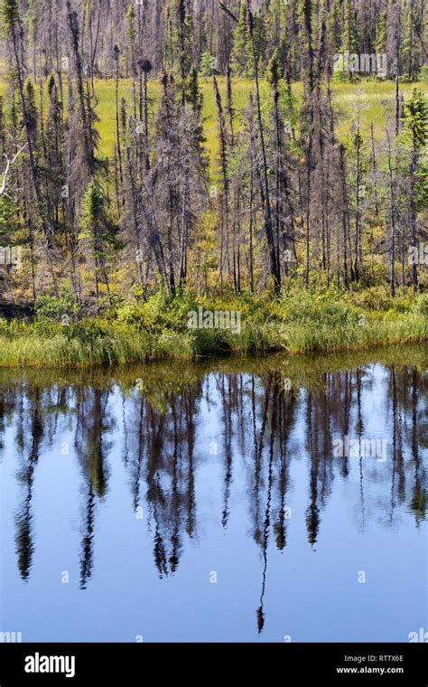 Trees Reflect In Water In Northern Manitoba Canada Forest Surrounds