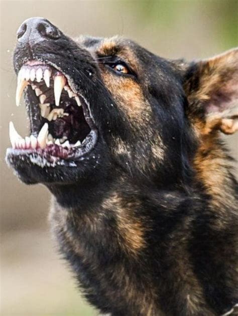 Top 10 Most Aggressive Dog Breeds Ruposhi Bangla