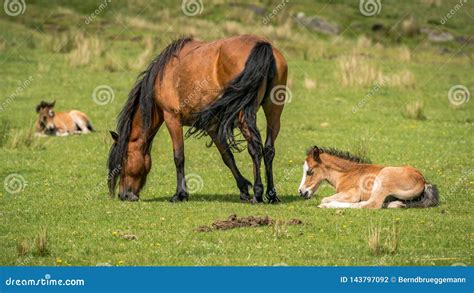 Horses And Foals Stock Photo Image Of Mammal Graze 143797092