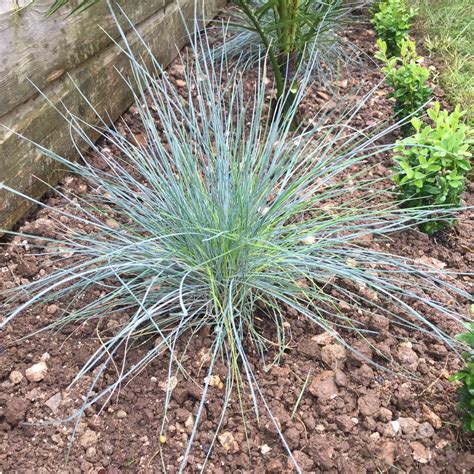 Festuca Glauca Elijah Blue Grass Elijah Blue In Gardentags Plant