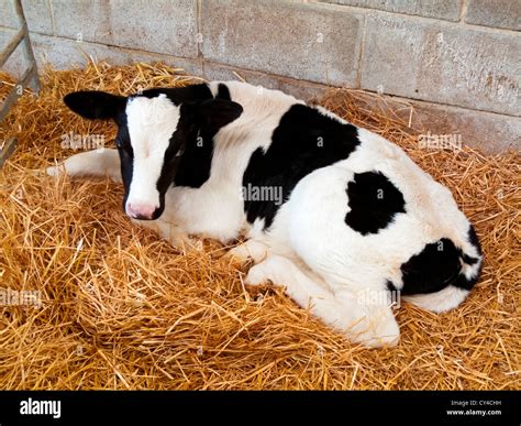 Friesian Dairy Farm Hi Res Stock Photography And Images Alamy