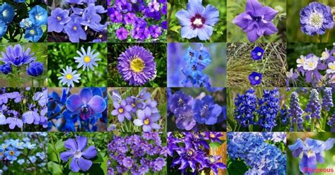 May 26, 2021 · plants with blue flowers are difficult to find growing naturally. Top 55 Beautiful Types of Blue Flowers with Names and ...