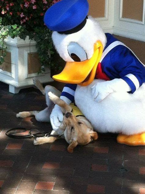 Donald Duck With A Dog Disney Moments Disneyland Disney Magic