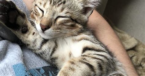 Nanu 3 Month Old F4 Savannah Kitten Album On Imgur