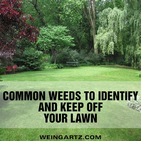 How To Identify Lawn Weeds