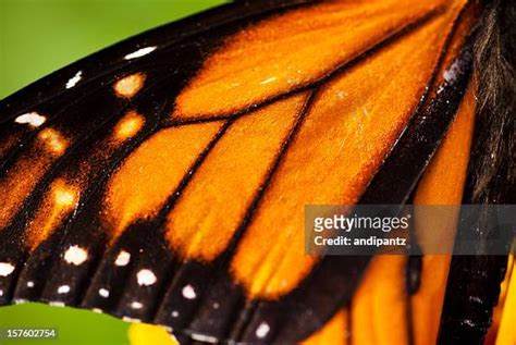 Monarch Butterfly Wing Photos And Premium High Res Pictures Getty Images