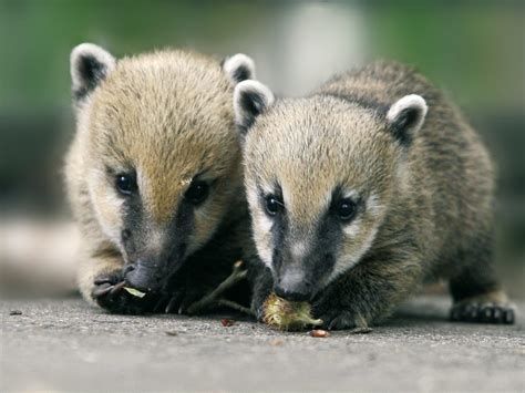 Maybe you would like to learn more about one of these? Nasenbär | Erlebnis Zoo Hannover