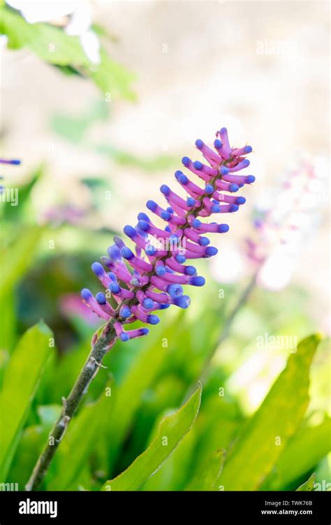 Matchstick Bromeliadaechmea Gamosepala Flower Pink And Blue In Garden