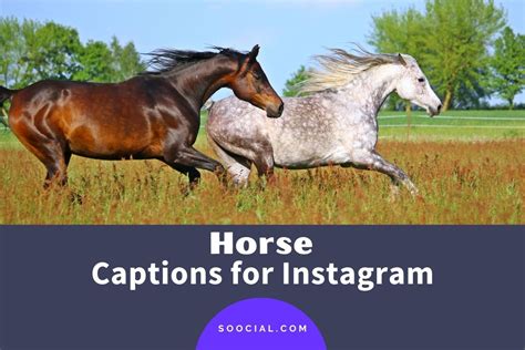 807 Horse Captions For Instagram To Get More Likes Soocial