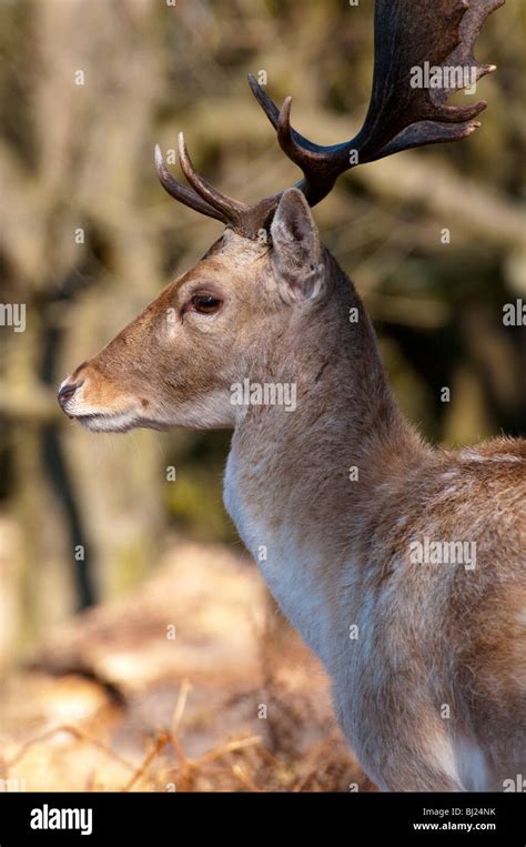 Male Fallow Deer Stock Photo Alamy