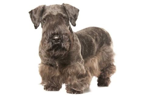 The Cesky Terrier A Charming And Devoted Breed With A Unique