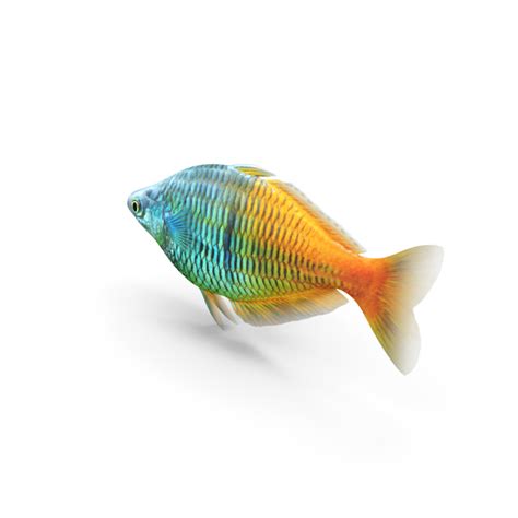 500 x 500 jpeg 52 кб. Boesemani Rainbowfish PNG Images & PSDs for Download ...