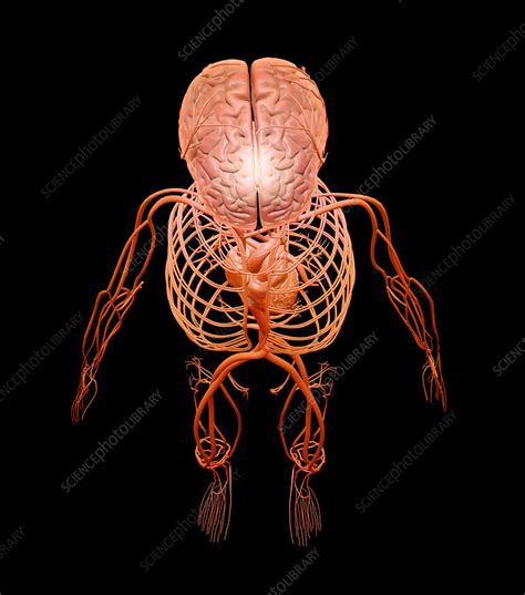 Human Circulatory And Nervous Systems Stock Image F0117221