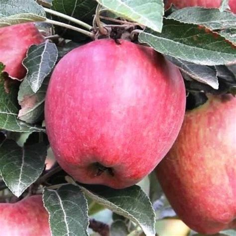 Apple Royal Gala Pb12pb18 Greenleaf Nurseries