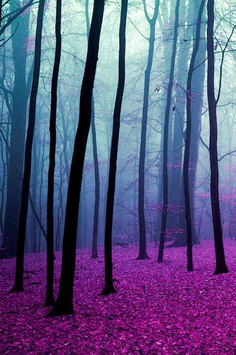 Forest Purple Живописные пейзажи