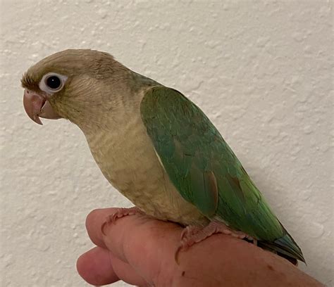 Green Cheek Conure Hand Fed Baby Turquoise Green Cheek For Sale