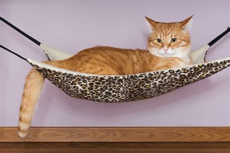 Easy to mount and can hold up to 60 lbs. These Are the Best Cool Cat Hammock Beds!: Top Reviews 2019 | PLW