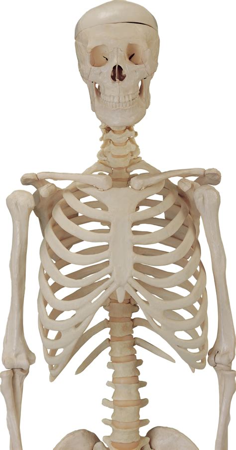 Skeleton Png Transparent Image Download Size 1227x2334px