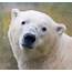 Ontario Is Home To The Largest Polar Bear Habitat In World