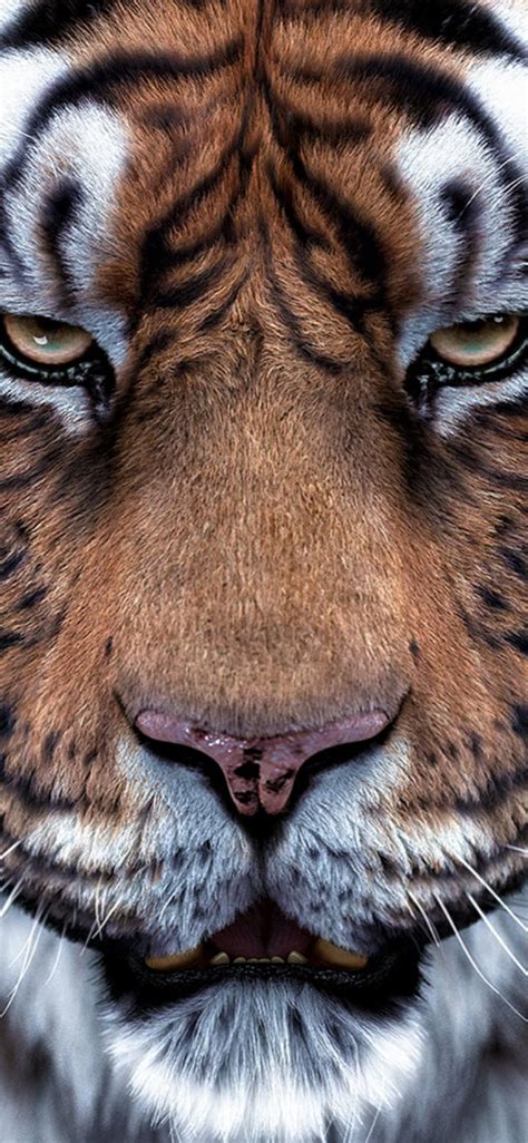 Tiger Animals Big Cats Eye Regard Tigers Tiger Hd Phone