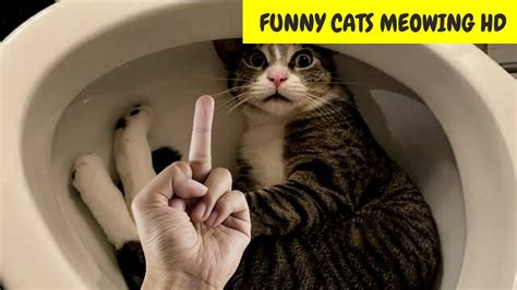 Funny Cats Videos Cute And Funny Cats Videos Compilation In 2021