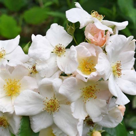 Climbing Rose Sally Holmes — Green Acres Nursery And Supply