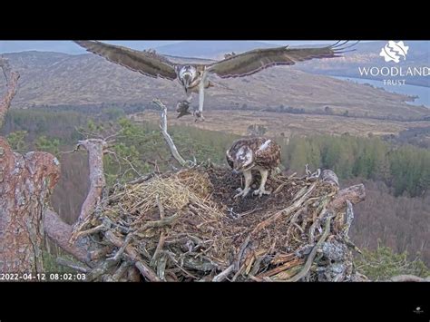 Osprey Lays Her First Egg Of Season Evening Standard