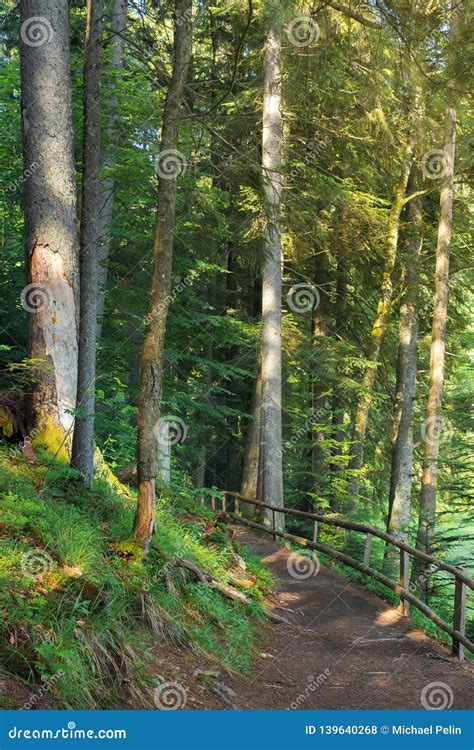 Path Through Coniferous Forest In Dappled Light Stock Photo Image Of