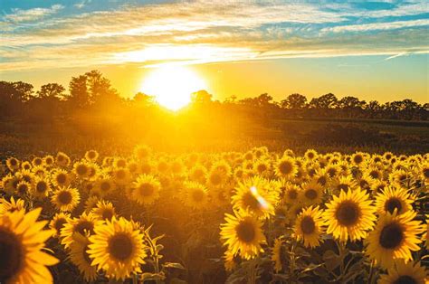 Where To Pick Sunflowers Near Melbourne 2022 The Local Rag