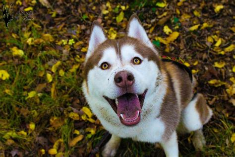 Cats generally prefer clumping litter with a medium to fine texture. Side Effects of Meloxicam for Dogs | Canna-Pet®