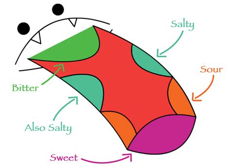 Tongues And Tastebuds Science Made Simple